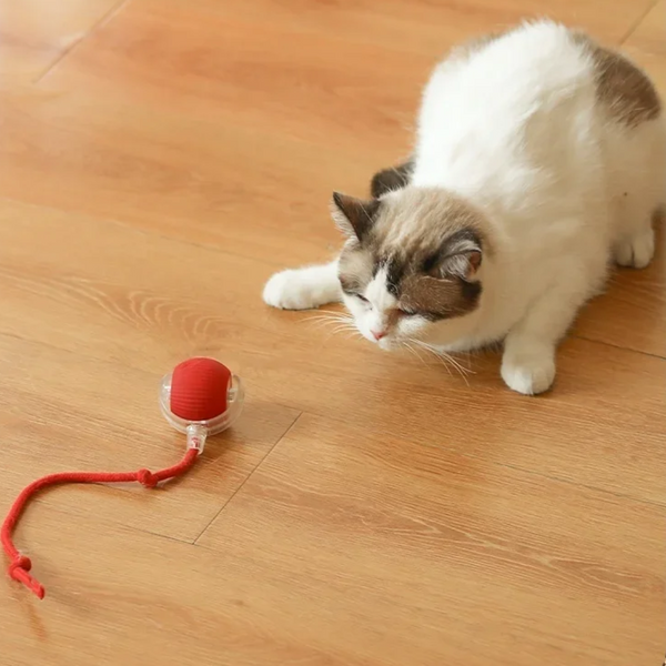 Bolinha interativa para gatos | FelineBall® - Brinquedo Interativo para gatos e Pets